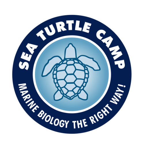 Surf Camp Inc. - Sea Turtle Camp